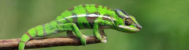 cameleon